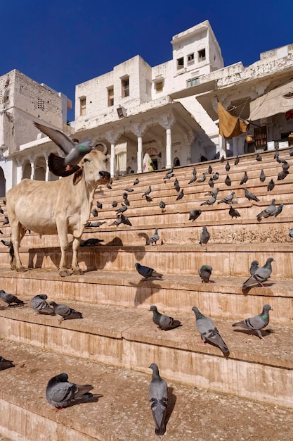 Índia, Rajastão, Pushkar; vacas e pombos à beira do lago sagrado