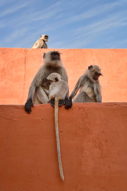 Índia, Rajasthan, Jaipur, macacos indianos no Forte Amber