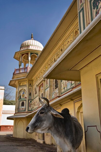 Índia, Rajasthan, Jaipur, uma vaca sagrada em frente ao Palácio Sisodia Rani Ka Bagh, construído em 1710 dC por Maharaja Sawai Jai Singh