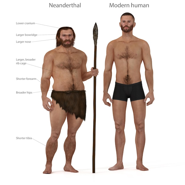 Neanderthal vs humano moderno