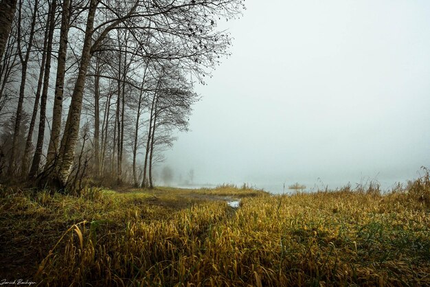 Nebel am See