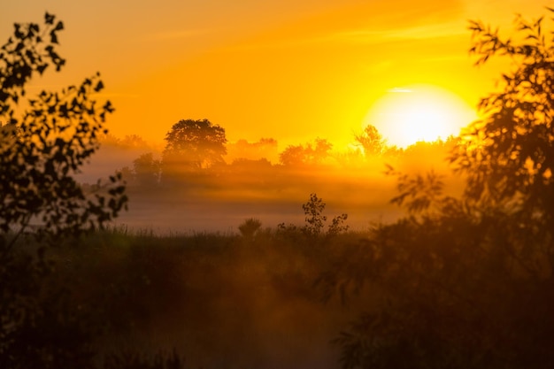 Nebel auf der Wiese