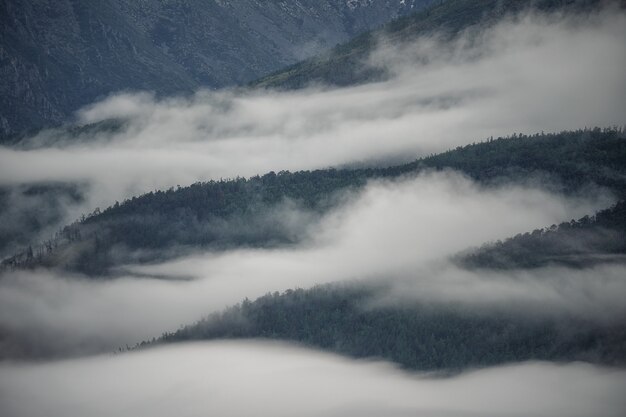 Nebel bedeckt die Bergwälder