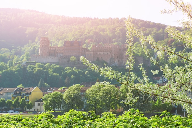 Nebel Heidelberg-Schlosses morgens mit Frühjahrblättern