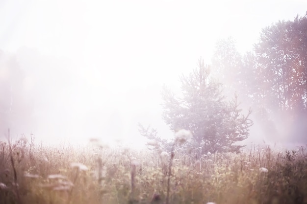 Nebel im Feld. Abendnatur im Sommer mit weißem Nebel.