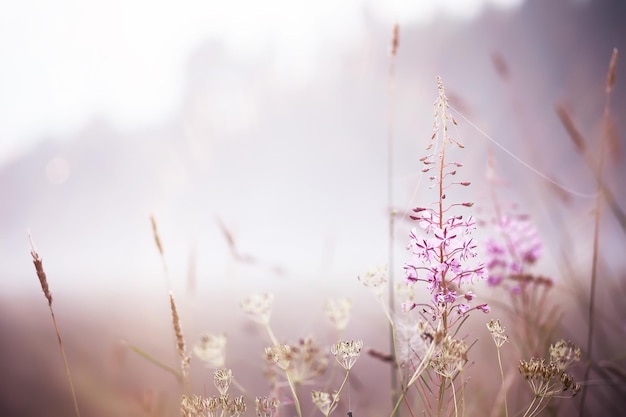 Nebel im Feld. Abendnatur im Sommer mit weißem Nebel.