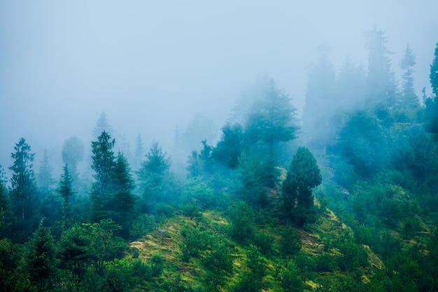 Nebel im Morgenwald