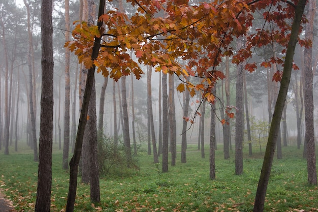 Nebel im Park