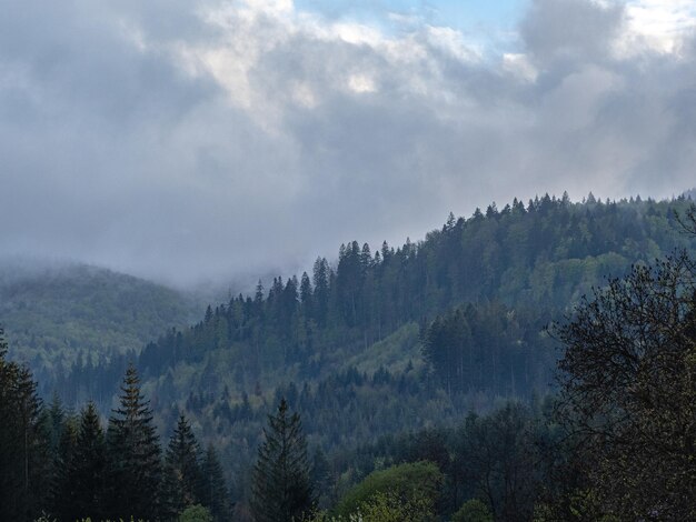 Nebel im schwarzen Wald