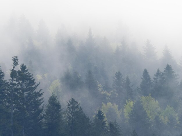 Nebel im schwarzen Wald