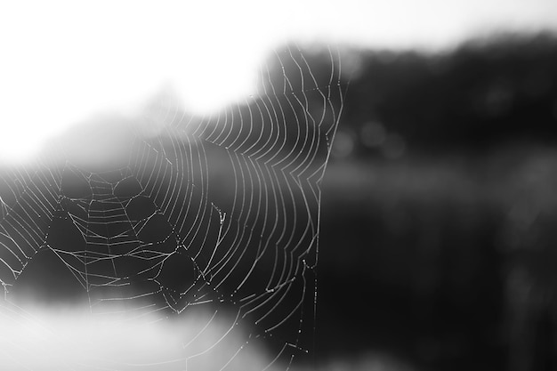 Nebel im See. Morgennaturwasser und weißer Nebel.