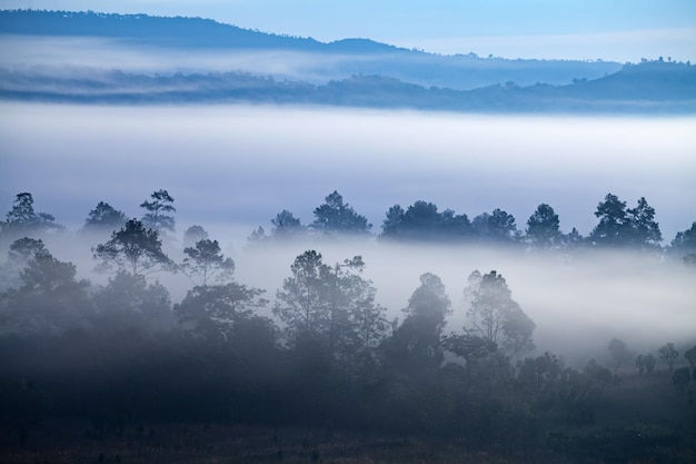 Nebel im Wald bei Khaokho PhetchabunThailand
