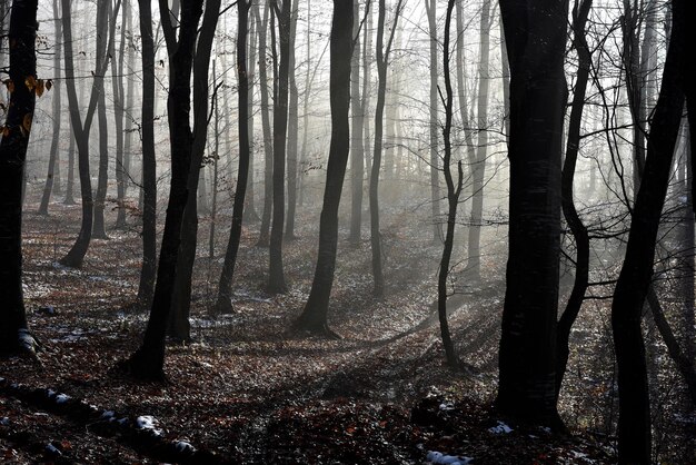 Nebel im Wald Nebelmorgen im Wald