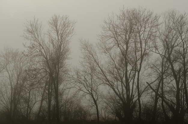 Nebel im Wald