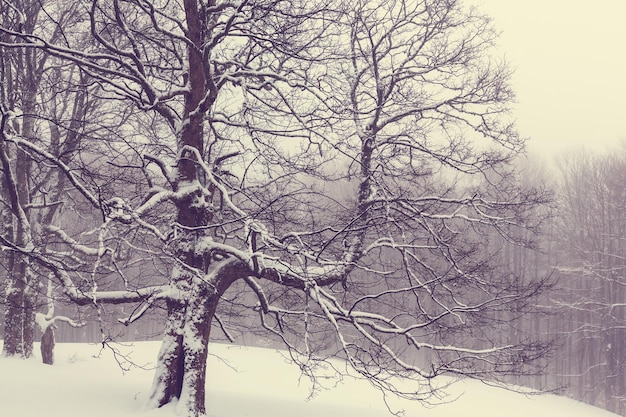 Nebel im Winterwald