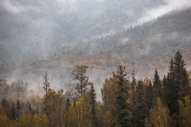 Nebel in den Bergen. bedeckt. Wald.