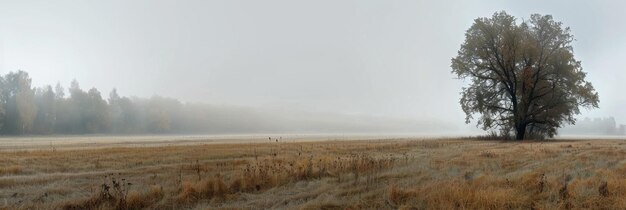 Foto nebel in der feldlandschaft