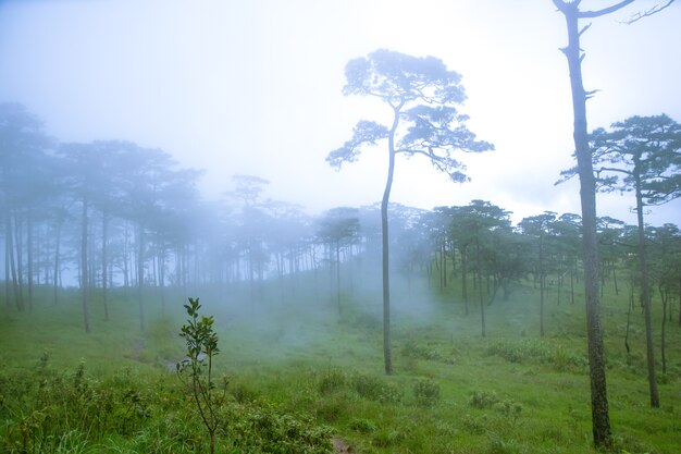 Nebel oder Nebel auf Baum im Wald