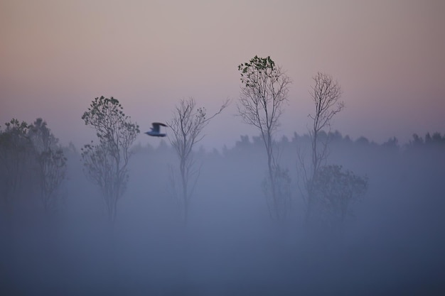 nebel regenwald morgendämmerung, naturlandschaft bäume