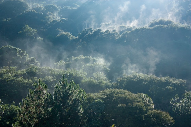 Nebel über den Bäumen in einem Regenwald in Brasilien