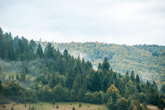 Nebel und Wolken im Bergwald