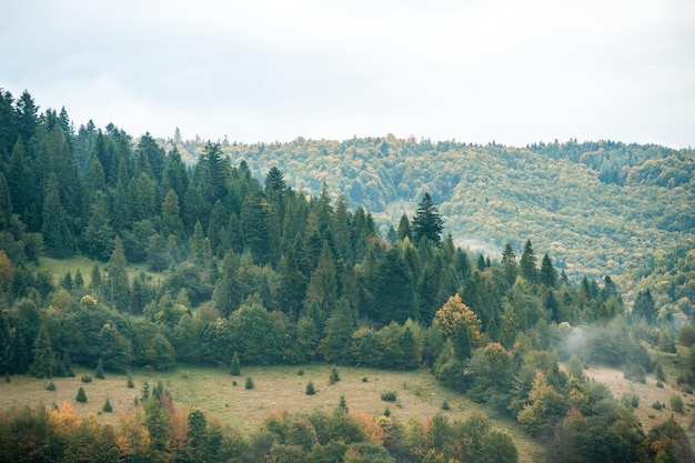 Nebel und Wolken im Bergwald