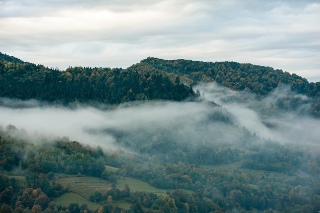 Nebel und Wolken im Bergwald