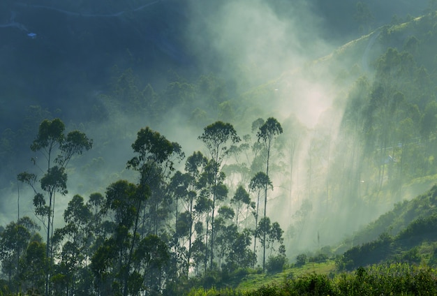 Nebelberge in Karpaten, Ukraine