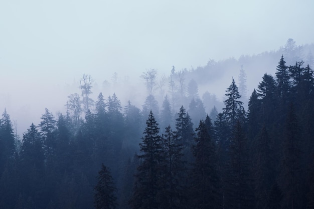 Nebelhafte Berglandschaft