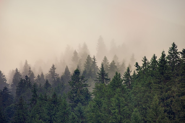 Nebelhafte Berglandschaft