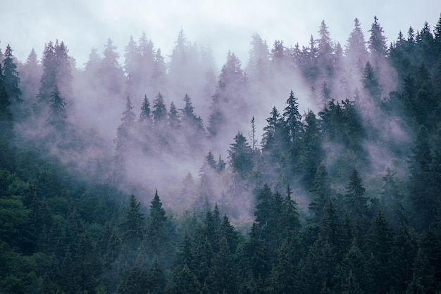 Nebelhafte Berglandschaft