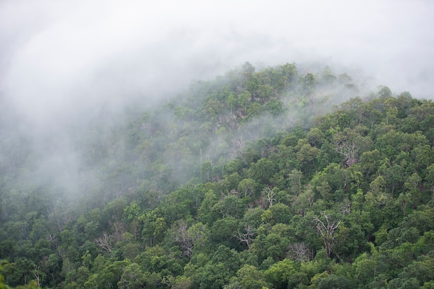 Nebelhafte Bergwaldlandschaft am Morgen