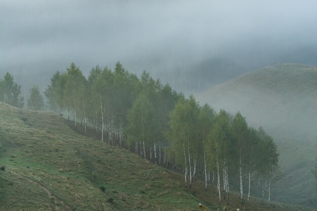 Nebelhafte Landschaft mit Bäumen und Nebel auf einem Hügel.