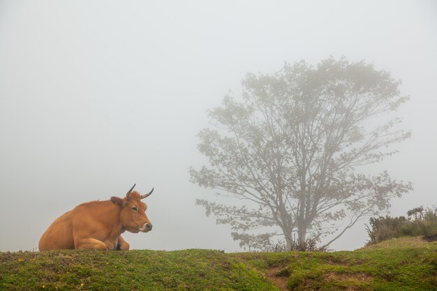 Nebelhafte Landschaft mit wilden Kühen im grünen Gras eines Berges
