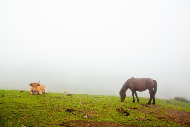 Nebelhafte Landschaft mit wilden Kühen und Pferden im grünen Gras eines Berges