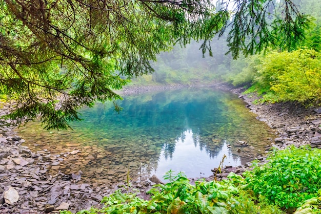 Nebelhafter blauer See des Waldes