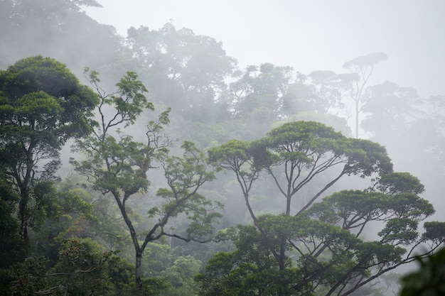 Nebelhafter Dschungelwald in der Nähe von Rio bei Brasilien