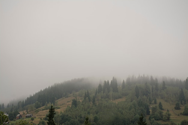 Nebelhafter Wald auf einem Bergabhang in einem Naturreservat. Berg im Nebel.