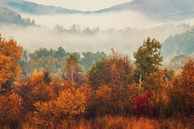 Foto nebelige herbstlandschaft