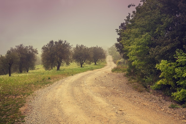 Nebelige ländliche Landschaft im Herbst Schotterweg in Olivenplantage