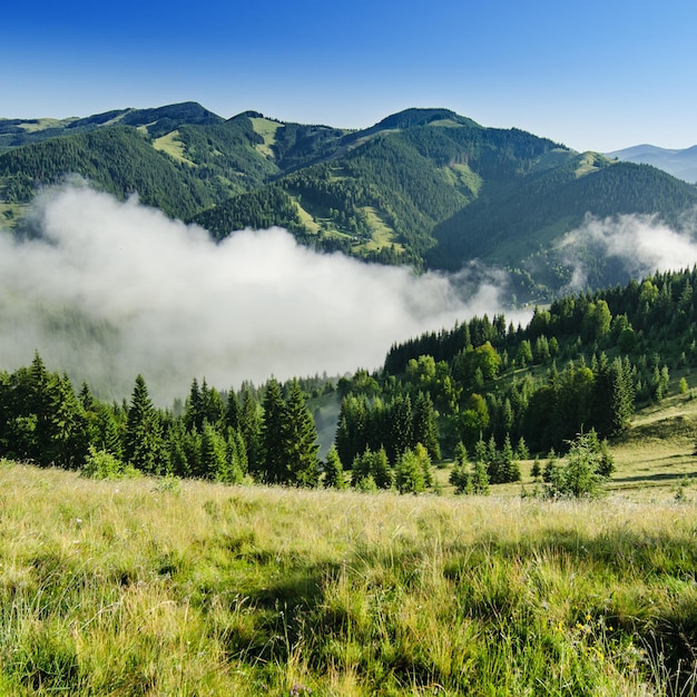 Nebelige Morgenlandschaft