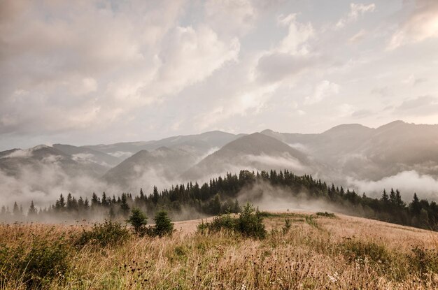 Nebelige Morgenlandschaft