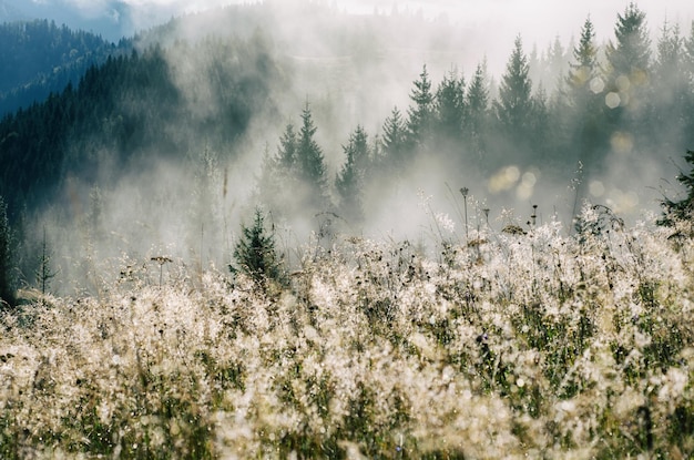 Nebelige Morgenlandschaft