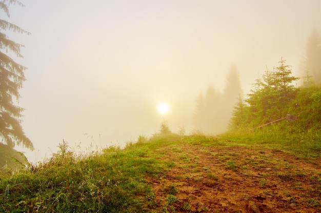 Nebelige Morgensommerfeenlandschaft mit Tannenbäumen, die Sonne scheinen und Platz kopieren