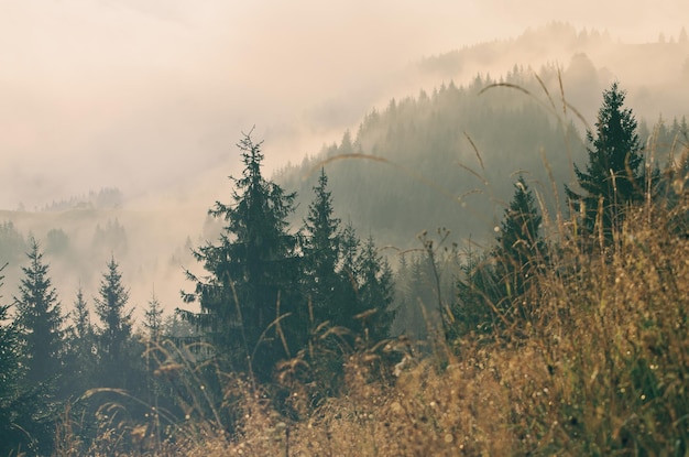 Nebelige Morgensommerlandschaft, erstaunlicher Hippie-Hintergrund mit Tannenbäumen