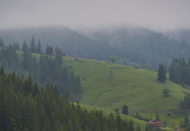 Nebelige Morgensommerlandschaft mit Tannenbäumen