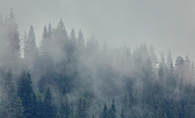 Nebelige Morgensommerlandschaft mit Tannenbäumen