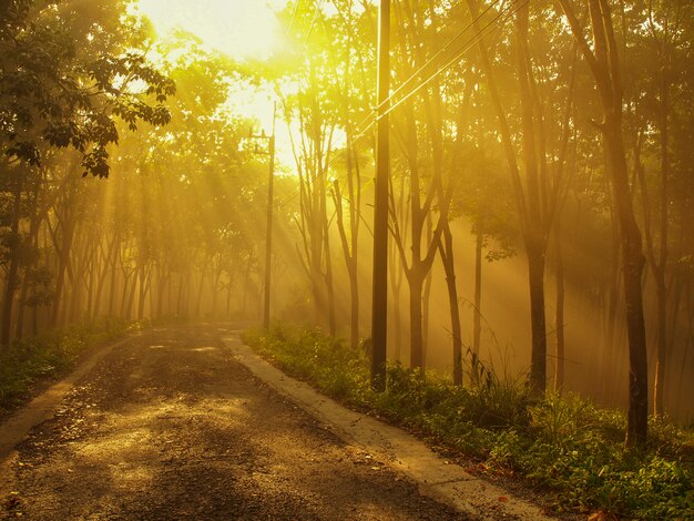 Nebelige Straße und Sonnenlicht