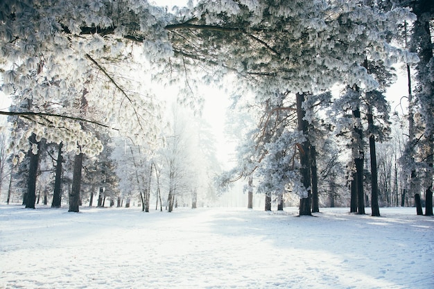 Nebelige Winterlandschaft mit Tannen fantastischer Natur