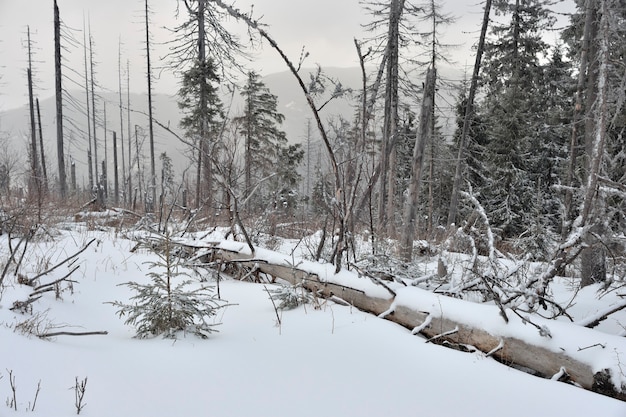 Nebelige Winterlandschaft mit umgestürztem Baum.